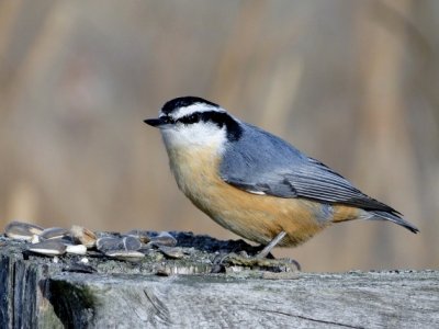 Red-breasted Nuthatch (male)