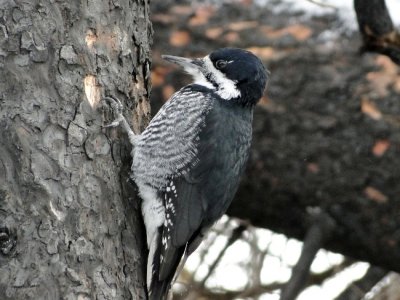 Black-backed Woodpecker