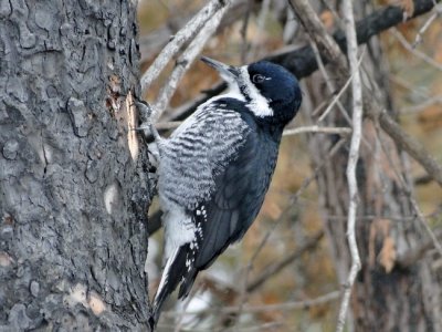 Black-backed Woodpecker