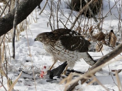 Juvenile Cooper's Hawk with prey