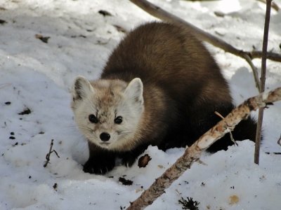 American Marten (Mares americana)