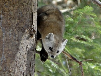 American Marten (Mares americana)