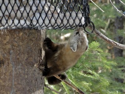 American Marten (Mares americana)