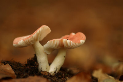 Emetic Russula/Braakrussula 