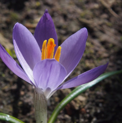 Spring!