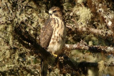 Broad-winged Hawk imm., Mooseland
