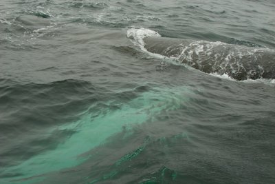 Humpback fin