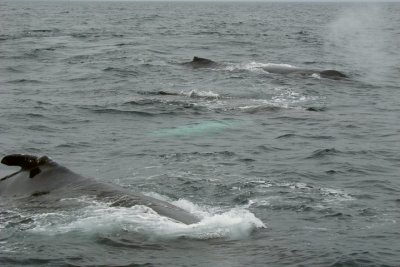 More Humpbacks
