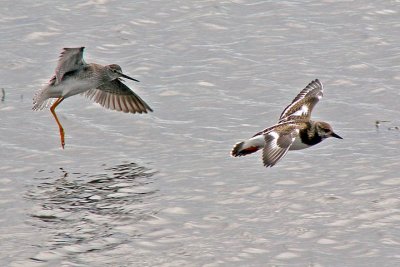 Lesser Yellowlegs and Ruddy Turnstone, Brier Island