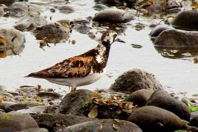 Ruddy Turnstone, Brier Island