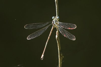 Clearwing, Forest Home