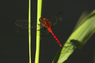 Meadowhawk, Middle Dyke Rd.