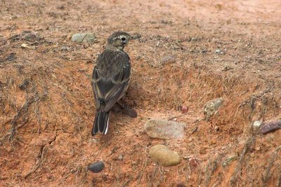 Am. Pipit, Grand Pre