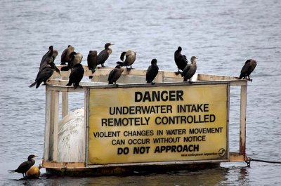 Cormorants in danger