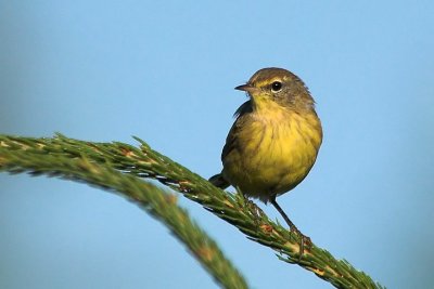 Palm Warbler, Mooseland