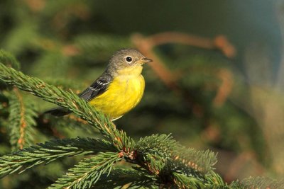 Magnolia Warbler, Mooseland