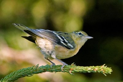 Bay-breasted Warbler, Mooseland