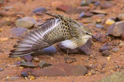 Semi. Sandpipier juv. plumage, Grand Pre
