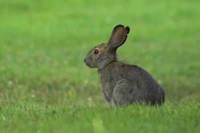 Snowshoe Hare, Baxter's Harbor