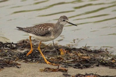 Lesser Yellowlegs, Brier Island