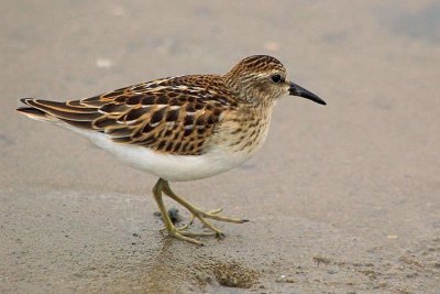 Least Sandpiper, Brier Island