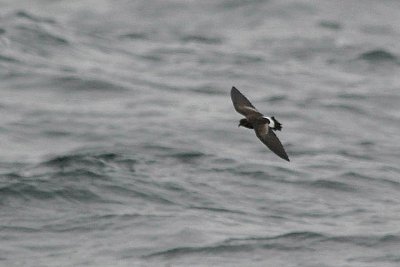 Wilson's Storm-petrel, off Brier Island