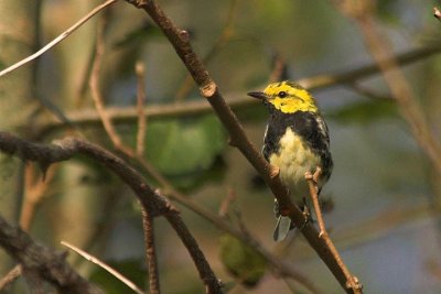 Bl-thr. Green Warbler, Brier Island