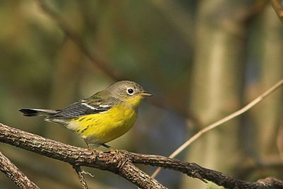 Magnolia Warbler, Brier Island
