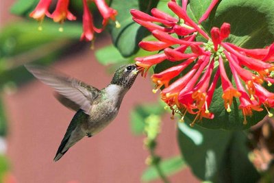 R-T Hummer , Brier Island