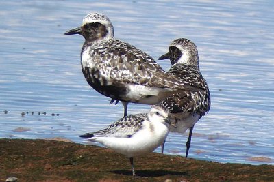 Bl-B. Plovers and Sanderling, Grand Pre