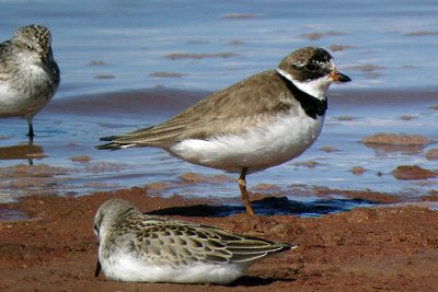 Semipalm. Plover, Grand Pre
