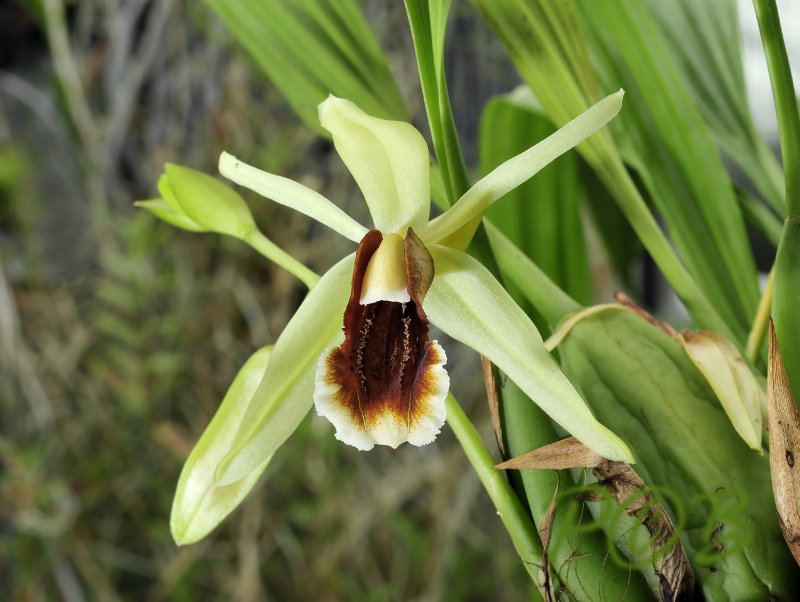 Coelogyne tommii