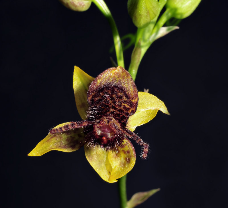 Trichoceros parviflora