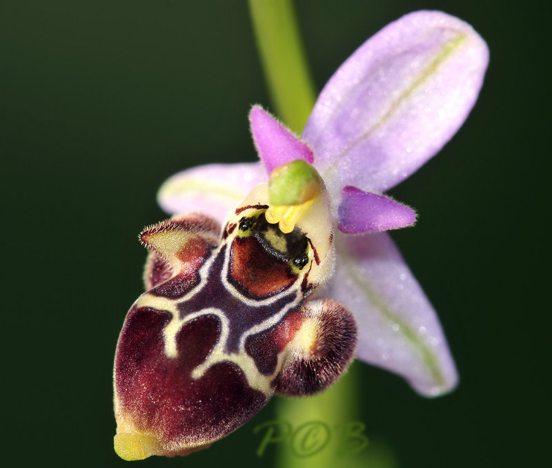 Ophrys dodekanensis