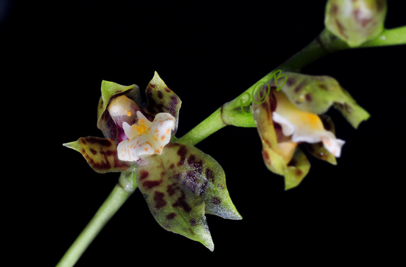 Mesospinidium  warscewiczii