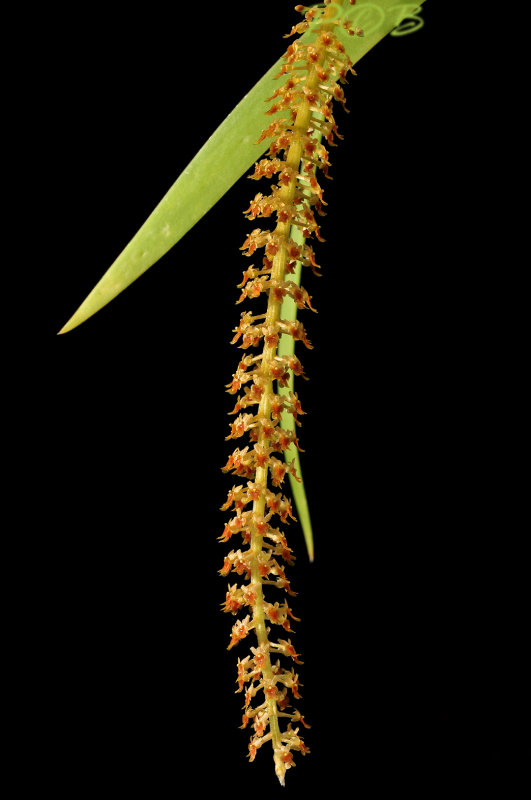 Oberonia ensiformis