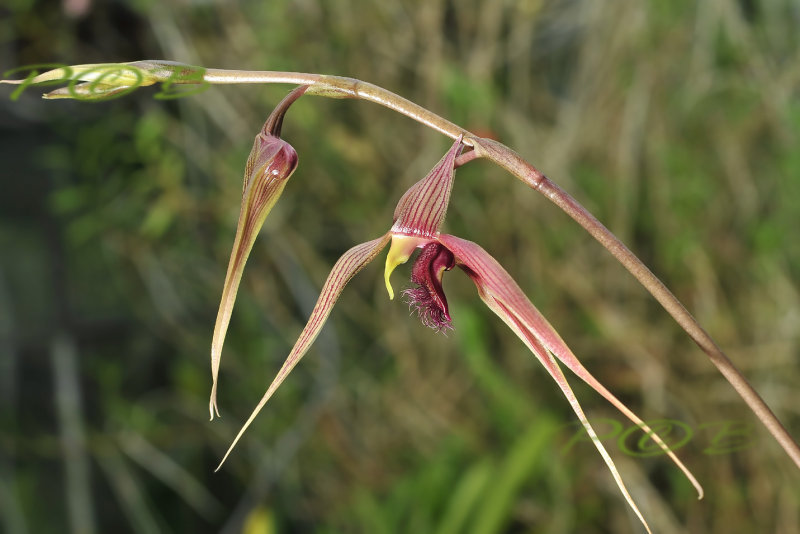 Bulbophyllum sulawesii