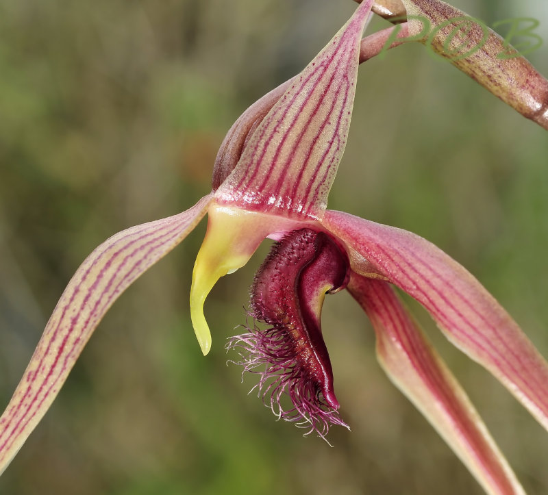 Bulbophyllum sulawesii