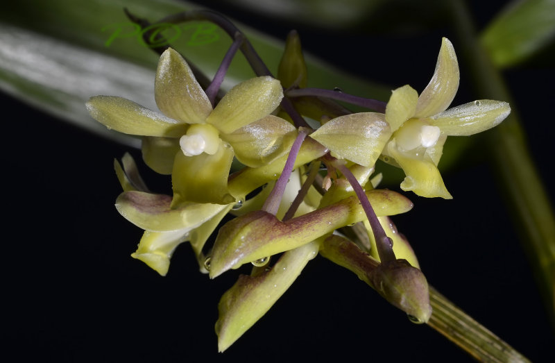 Dendrobium epidendropsis