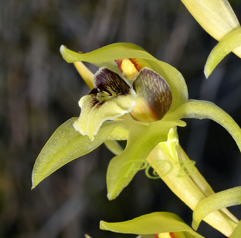 Coelogyne chlorophaea, 4 cm