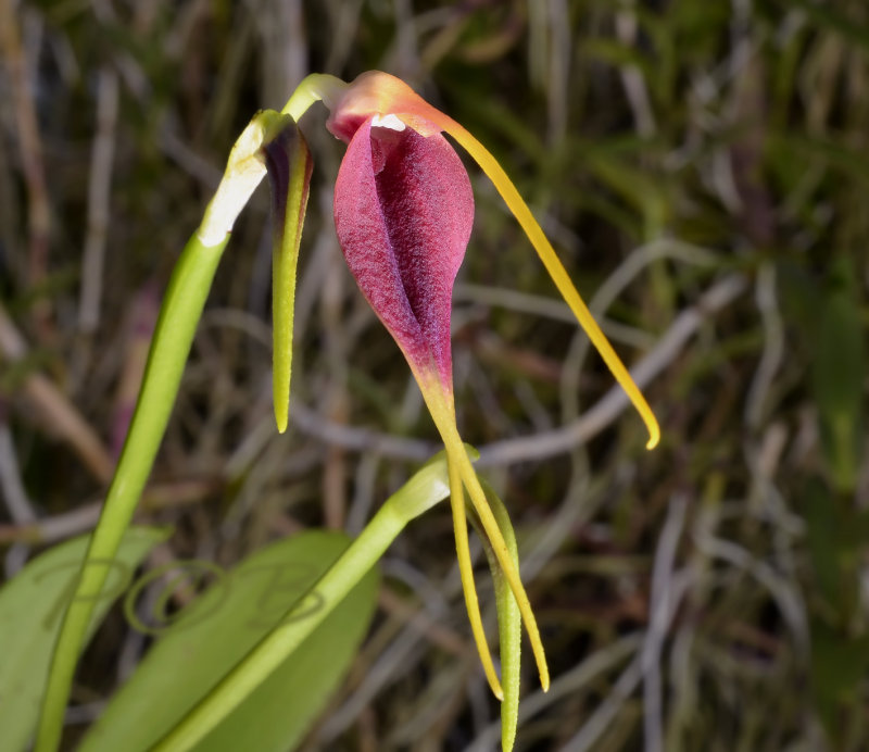 Masdevallia imposter