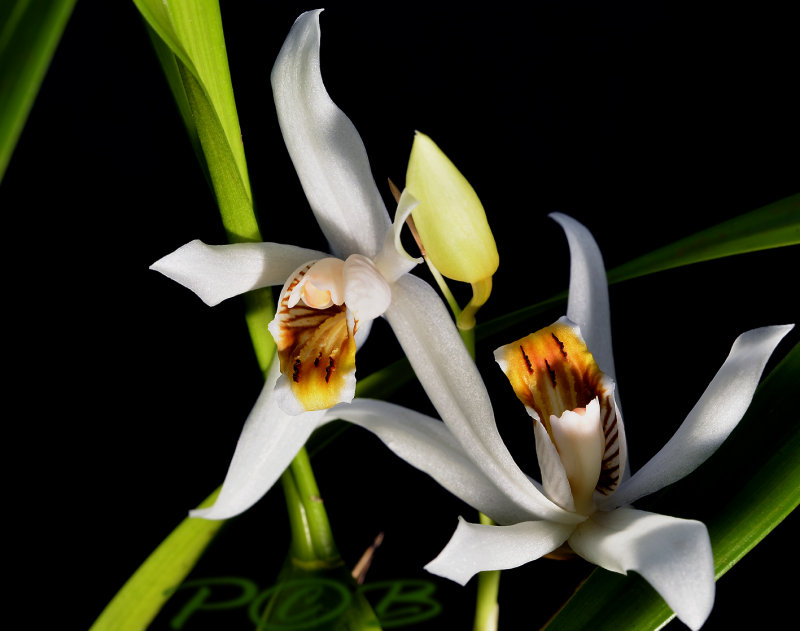 Coelogyne viscosa