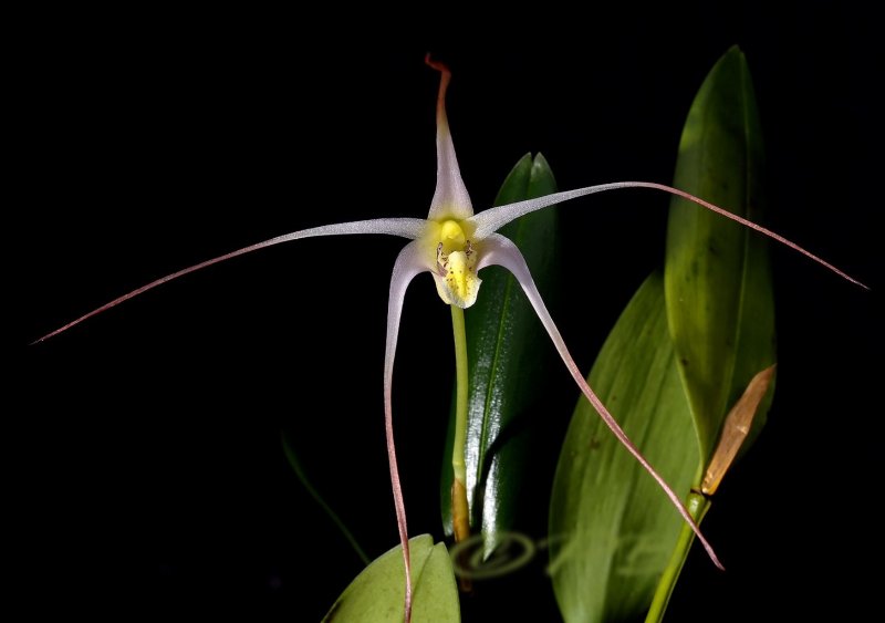 Diplocaulobium arachnoideum