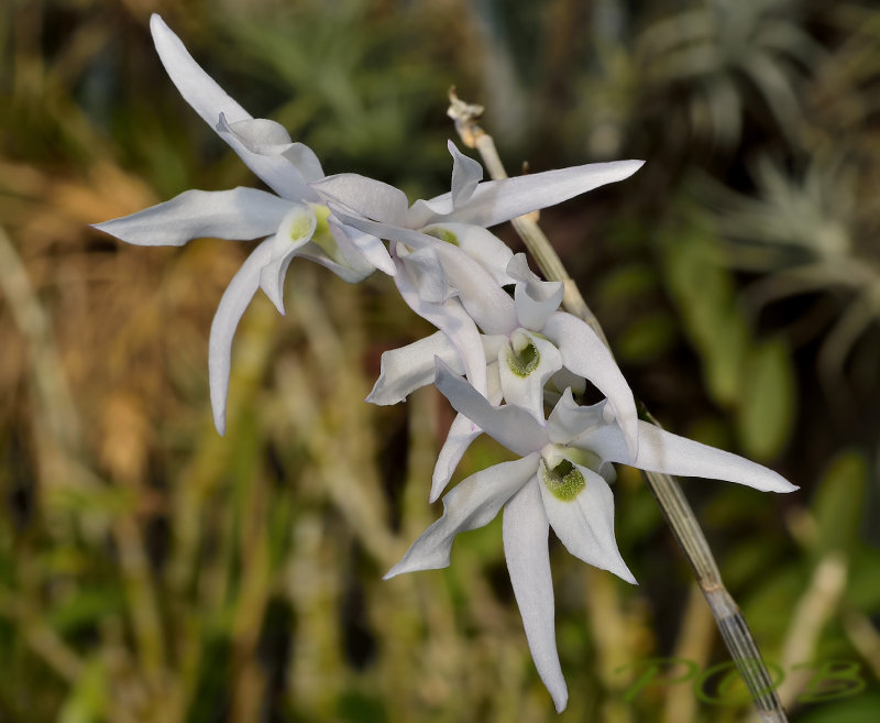 Dendrobium monile