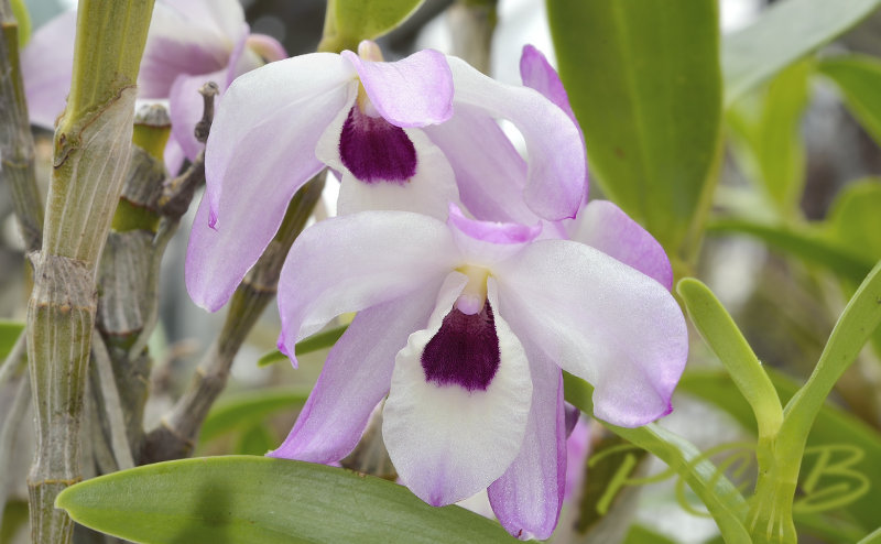 Dendrobium transparense