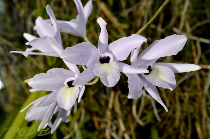 Cattleya rufescens