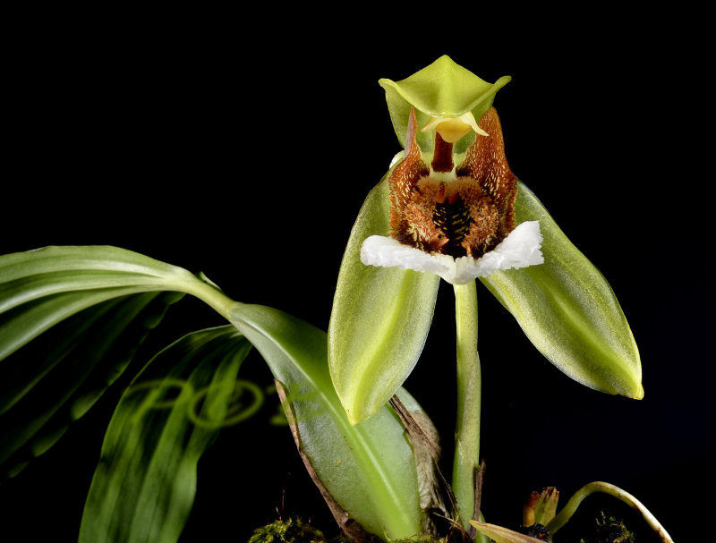 Coelogyne speciosa ssp. speciosa