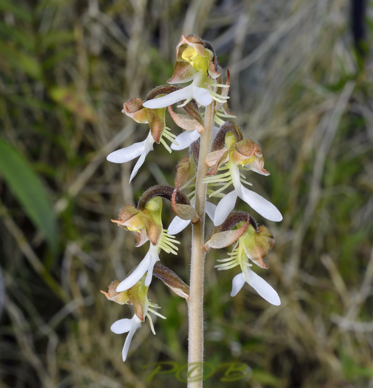 Anoectochilus siamensis