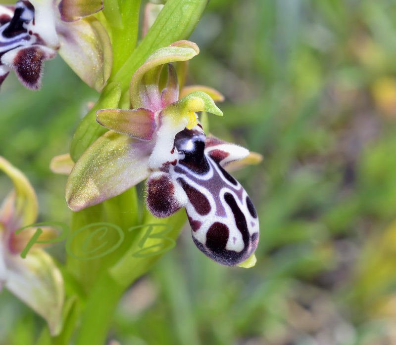 Ophrys kotchyi