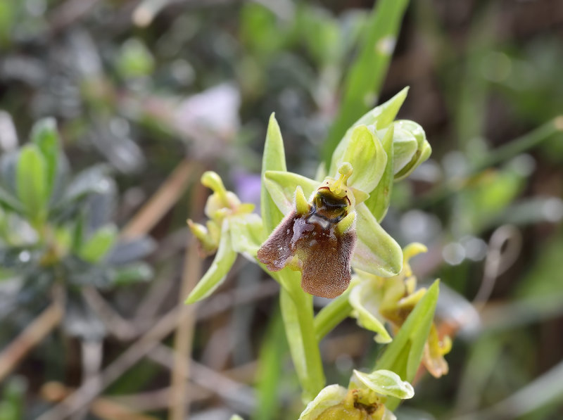 Ophris bornmuelleri var. ziyaretiana